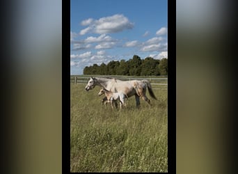 Appaloosa, Jument, 20 Ans, 163 cm, Buckskin