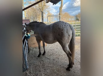 Appaloosa, Jument, 20 Ans, 163 cm, Buckskin