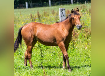 Appaloosa, Jument, 2 Ans, 140 cm, Bai