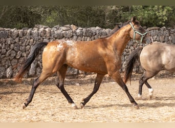 Appaloosa, Jument, 2 Ans, 146 cm, Bai