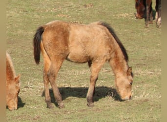 Appaloosa Croisé, Jument, 2 Ans, 150 cm, Isabelle