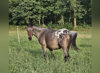 Appaloosa, Jument, 2 Ans, 155 cm, Bai brun