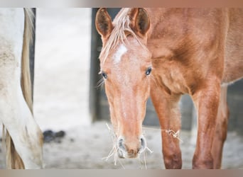 Appaloosa Croisé, Jument, 2 Ans, 156 cm, Léopard