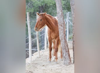 Appaloosa Croisé, Jument, 2 Ans, 156 cm, Léopard