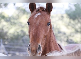 Appaloosa Croisé, Jument, 2 Ans, 156 cm, Léopard