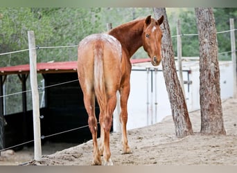 Appaloosa Croisé, Jument, 2 Ans, 156 cm, Léopard