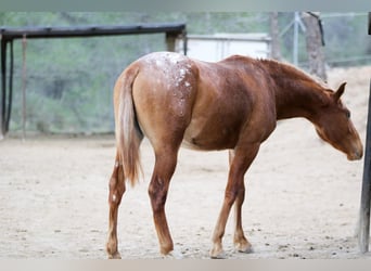 Appaloosa Croisé, Jument, 2 Ans, 156 cm, Léopard