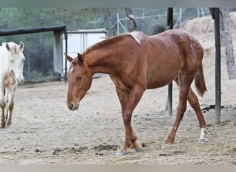 Appaloosa Croisé, Jument, 2 Ans, 156 cm, Léopard