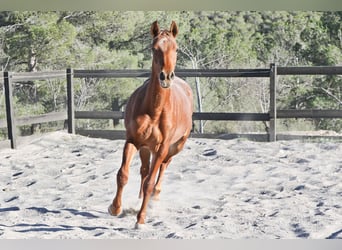 Appaloosa Croisé, Jument, 2 Ans, 160 cm, Alezan