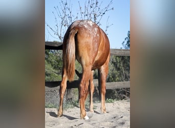 Appaloosa Croisé, Jument, 2 Ans, 160 cm, Alezan