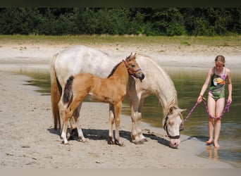 Appaloosa Croisé, Jument, 2 Ans, 160 cm, Isabelle