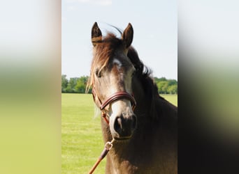 Appaloosa Croisé, Jument, 2 Ans, 160 cm, Isabelle
