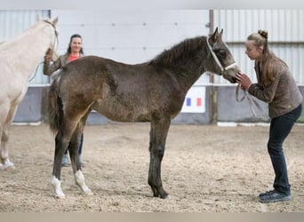 Appaloosa Croisé, Jument, 2 Ans, 160 cm, Isabelle
