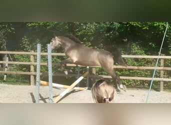 Appaloosa Croisé, Jument, 2 Ans, 160 cm, Isabelle
