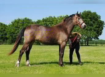 Appaloosa Croisé, Jument, 2 Ans, 160 cm, Isabelle