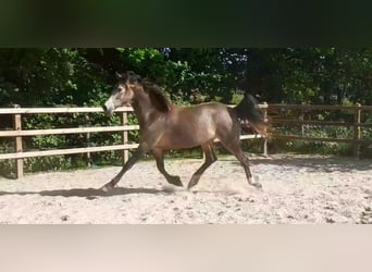 Appaloosa Croisé, Jument, 2 Ans, 160 cm, Isabelle