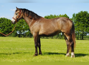 Appaloosa Croisé, Jument, 2 Ans, 160 cm, Isabelle