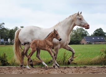 Appaloosa Croisé, Jument, 2 Ans, 160 cm, Isabelle