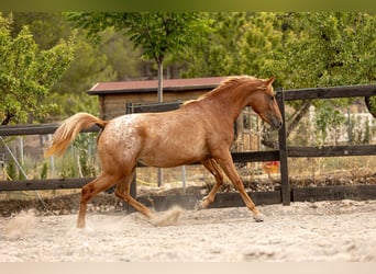 Appaloosa Croisé, Jument, 2 Ans, 160 cm, Léopard