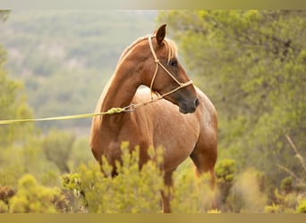 Appaloosa Croisé, Jument, 2 Ans, 160 cm, Léopard