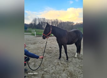 Appaloosa, Jument, 2 Ans, Noir