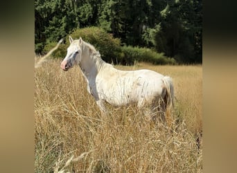 Appaloosa, Jument, 3 Ans, 149 cm, Léopard