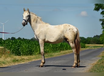 Appaloosa, Jument, 3 Ans, 150 cm, Léopard