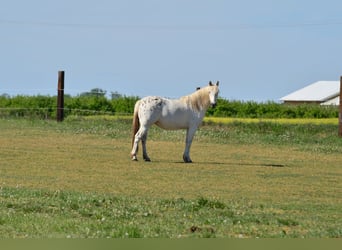 Appaloosa, Jument, 3 Ans, 150 cm, Léopard