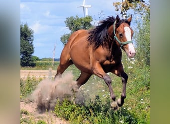 Appaloosa, Jument, 3 Ans, 155 cm, Bai