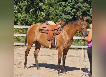 Appaloosa, Jument, 3 Ans, 156 cm, Isabelle