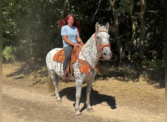 Appaloosa Croisé, Jument, 3 Ans, 156 cm, Léopard