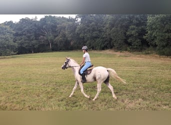 Appaloosa, Jument, 3 Ans, 158 cm, Léopard