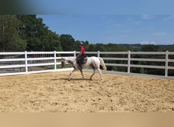 Appaloosa, Jument, 3 Ans, 158 cm, Léopard