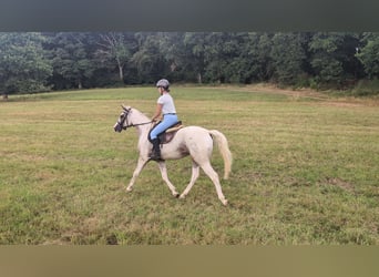 Appaloosa, Jument, 3 Ans, 158 cm, Léopard