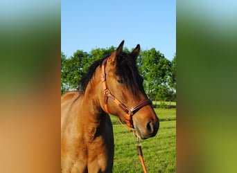 Appaloosa Croisé, Jument, 3 Ans, 163 cm, Grullo
