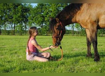 Appaloosa Croisé, Jument, 3 Ans, 163 cm, Grullo