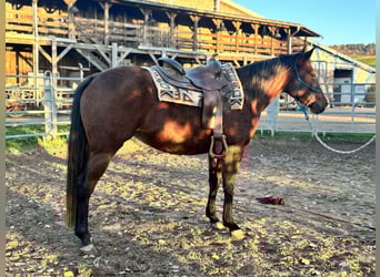 Appaloosa, Jument, 3 Ans, Bai