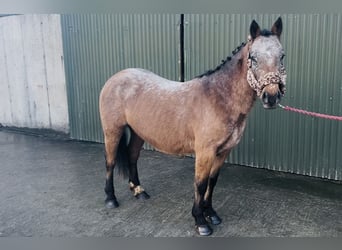 Appaloosa, Jument, 4 Ans, 128 cm, Rouan Rouge