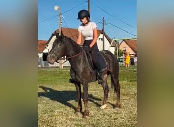 Appaloosa Croisé, Jument, 4 Ans, 138 cm, Bai cerise