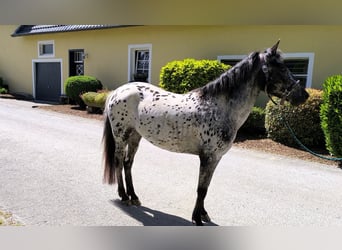 Appaloosa Croisé, Jument, 4 Ans, 143 cm, Léopard