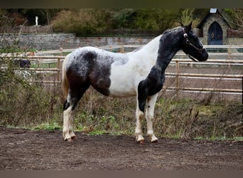 Appaloosa Croisé, Jument, 4 Ans, 145 cm, Pinto