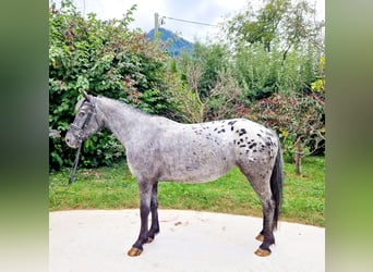 Appaloosa, Jument, 4 Ans, 146 cm, Léopard