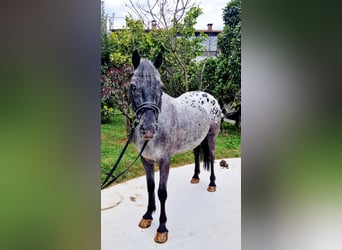 Appaloosa, Jument, 4 Ans, 146 cm, Léopard