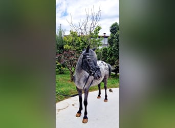 Appaloosa, Jument, 4 Ans, 146 cm, Léopard