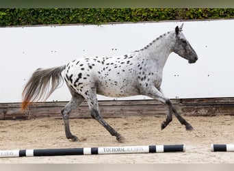 Appaloosa, Jument, 4 Ans, 146 cm, Léopard Appaloosa, Jument, 4 Ans, 146 cm, Léopard