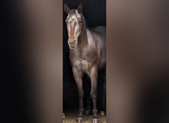 Appaloosa, Jument, 4 Ans, 148 cm, Isabelle