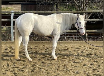 Appaloosa, Jument, 4 Ans, 148 cm