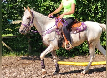 Appaloosa Croisé, Jument, 4 Ans, 151 cm, Léopard