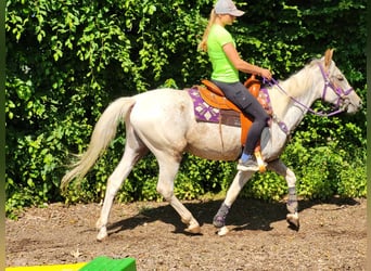 Appaloosa Croisé, Jument, 4 Ans, 151 cm, Léopard