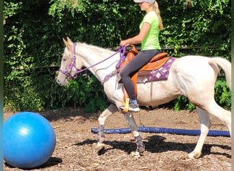 Appaloosa Croisé, Jument, 4 Ans, 151 cm, Léopard